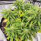 Strawberry Gum feminized seeds