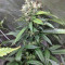 Super Skunk Seeds (Seedstockers)