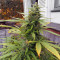 Tangerine Auto (Xtreme Seeds)