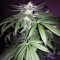 Wedding Gelato feminized seeds