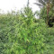 Zamaldelica regular (Ace Seeds)
