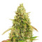Auto White Widow Seeds (Dutch Passion)