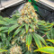 Blueberry OG Feminized Seeds (AlphaFem Seeds)