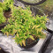 Buddha Kush OG (Big Buddha Seeds)