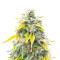 Ghost Train Haze เมล็ดพันธุ์สตรี (Seedkeepers)