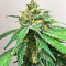 Hero Cookies Feminized Seeds (AlphaFem Seeds)