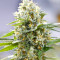 Semillas feminizadas Lemon Haze Auto (Expert Seeds)
