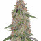 Pineapple Express feminized seeds (Barney's Farm)