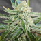 Semi Femminizzati Purple Punch Auto (Fast Buds)
