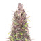 Purple Punch (Herbies Seeds)