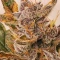 Runtz Auto (Herbies Seeds)