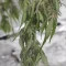 West Coast O.G. Seeds