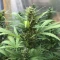 Semi di cannabis fem Gelato Auto in vendita