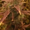 Caramelo Early Version Seeds (Delicious Seeds) - Cannabis Strain Seeds for Sale