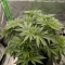 Achetez des graines féminisées Purple Juice Auto par Herbies Seeds