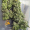 Compre sementes feminizadas CBD Auto 20: 1 da Fast Buds