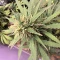 Blue Dream Autoflower feminized seeds for sale