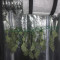 + Speed Auto feminized seeds for sale
