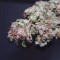 Wedding Cake Auto feminized seeds for sale by Original Sensible Seeds
