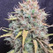 Acquista i semi femminizzati Exodus Cheese di Green House Seeds