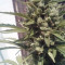 Buy Buddha Assorted Auto Seed Mix by Buddha Seeds