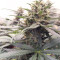 Strawberry Gum feminized seeds for sale