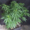 Critical Seeds - Cannabis Strain Seeds for Sale
