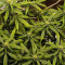 Vente de graines de cannabis LSD-25 Auto (Fast Buds)