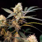Venta de Six Shooter Auto (Fast Buds) | Semillas de marihuana feminizadas