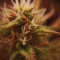 Strawberry Pie Seeds - Cannabis Strain Seeds for Sale
