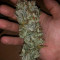 Vente de graines de cannabis Special Kush #1 (RQS)