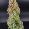 GH Cheese Seeds From Green House Seeds