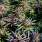 Dos Si Dos 33 Seeds (Barney's Farm) - Cannabis Strain Seeds for Sale