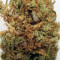 Amnesia Mac Ganja (Kera Seeds)