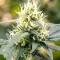Auto Anonymass (Critical Mass Collective Seeds) Cannabis-Samen