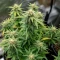 Auto White Widow XXL feminized seeds