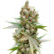 Banana Sapphire féminisée (Humboldt Seeds Organization)