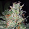 Big Bud feminized seeds (Seedstockers)