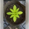 Blue Skunk Seeds
