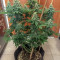 Bruce Banner #3 (BlimBurn Seeds)