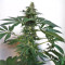 China Yunnan (Ace Seeds)