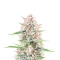 Classic Auto Mix Pack Seeds From Herbies Seeds