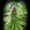ErdPurt (Ace Seeds)