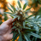Girl Scout Cookies Fast Version (Herbies Seeds)