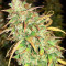 Girl Scout Cookies Fast Version (Herbies Seeds)