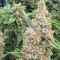 Godzilla Cookies Auto (Herbies Seeds)