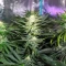 Graines de cannabis Gorilla Ice Cream (Expert Seeds)