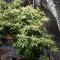 Gorilla Z Seeds