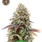 High-THC Bundle #1