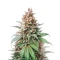 Leda Uno feminized seeds